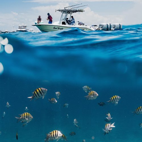 CERTIFICAZIONI-PESCA-SOSTENIBILE