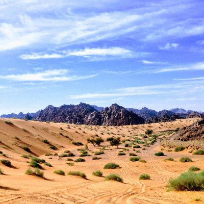 VIREO-ARABIA-SAUDITA